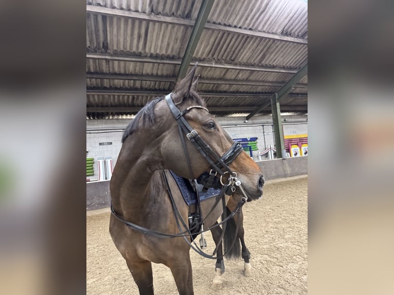 Oldenburg Mare 13 years 16,1 hh Bay-Dark in Vlaardingen