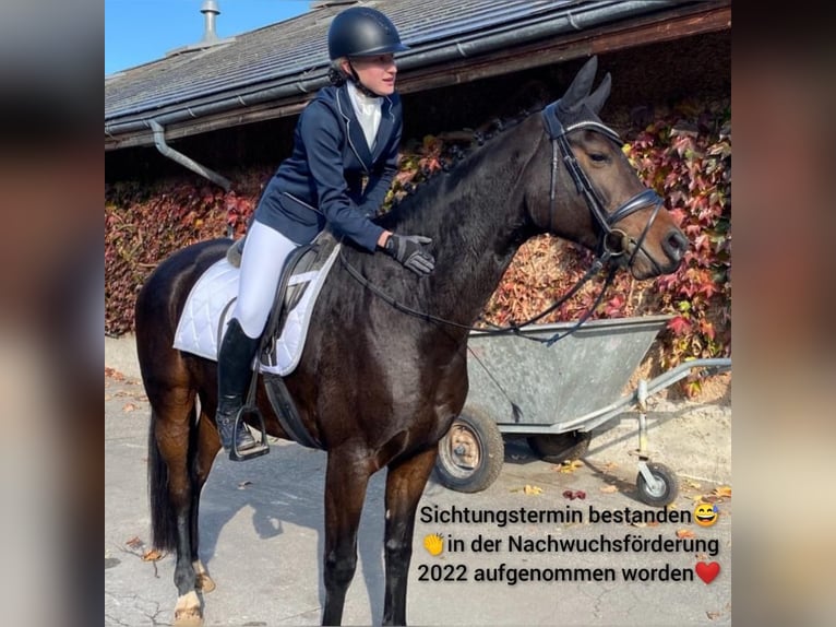 Oldenburg Mare 13 years 16,1 hh Bay-Dark in Ersigen