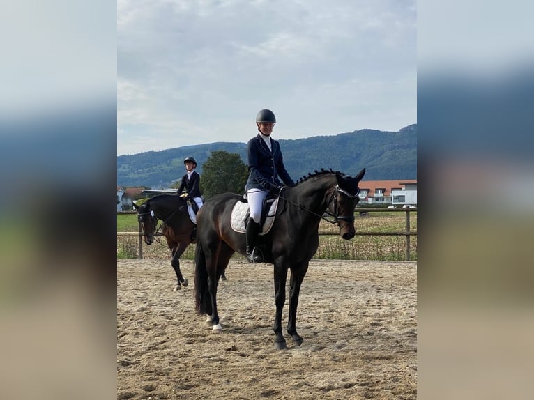 Oldenburg Mare 13 years 16,1 hh Bay-Dark in Ersigen