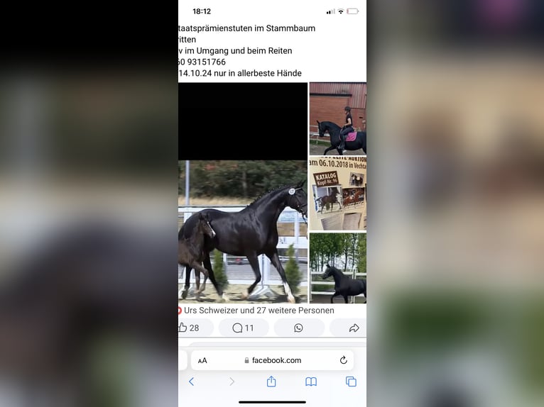 Oldenburg Mare 13 years 16,2 hh Black in Neuenkirchen