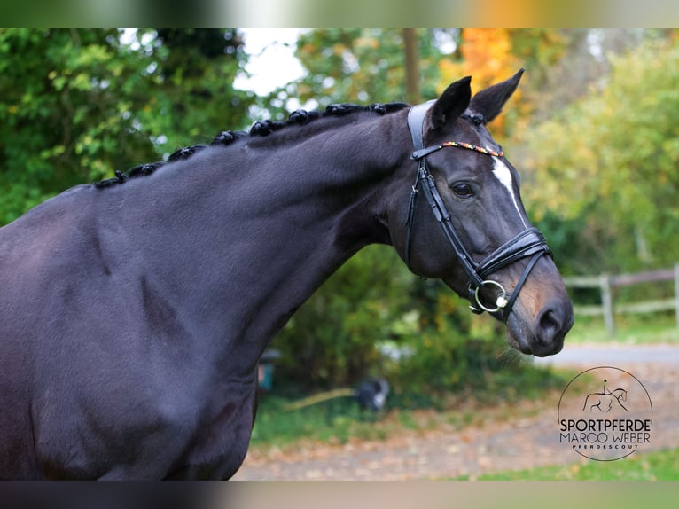 Oldenburg Mare 13 years 16,2 hh Smoky-Black in Dickel