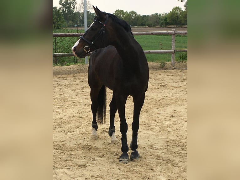 Oldenburg Mare 13 years 16,3 hh Bay-Dark in Oldenburg
