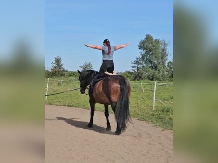 Oldenburg Mix Mare 13 years 16,3 hh Brown in Barleben