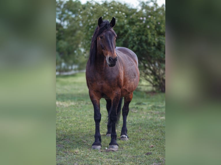 Oldenburg Mix Mare 13 years 16,3 hh Brown in Barleben