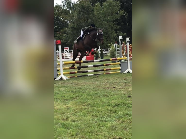 Oldenburg Mix Mare 13 years 16,3 hh Brown in Barleben