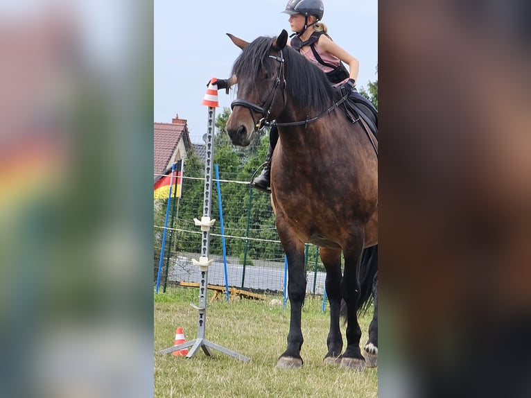 Oldenburg Mix Mare 13 years 16,3 hh Brown in Barleben