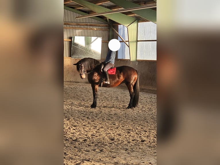 Oldenburg Mix Mare 13 years 16,3 hh Brown in Barleben