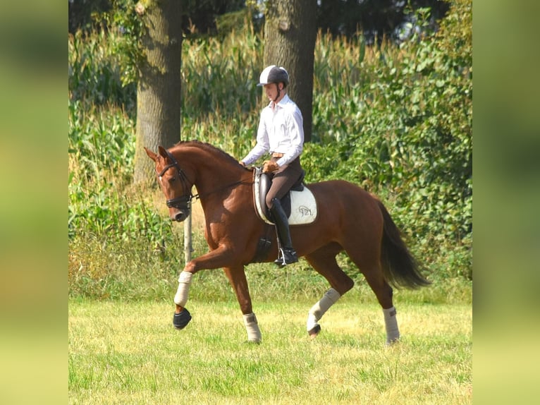 Oldenburg Mare 13 years 16,3 hh Chestnut in Mönchengladbach Oldenburg Mare 13 years 16,3 hh Chestnut in Mönchengladbach