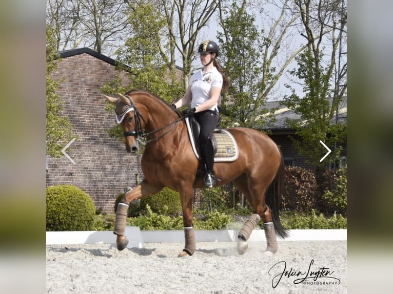 Oldenburg Mare 13 years 16,3 hh Chestnut in Mönchengladbach Oldenburg Mare 13 years 16,3 hh Chestnut in Mönchengladbach