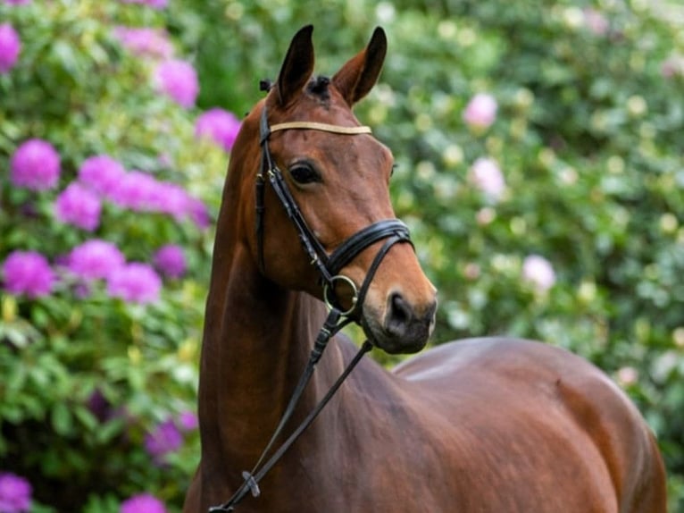 Oldenburg Mare 13 years 17.1 hh Bay-Dark in Rathenow