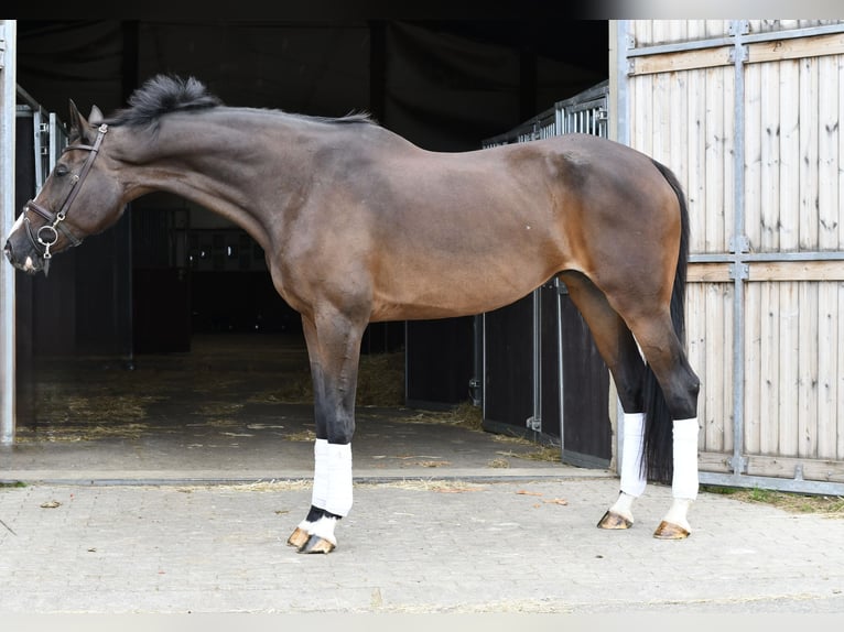 Oldenburg Mare 13 years 17 hh Brown in Geilenkirchen