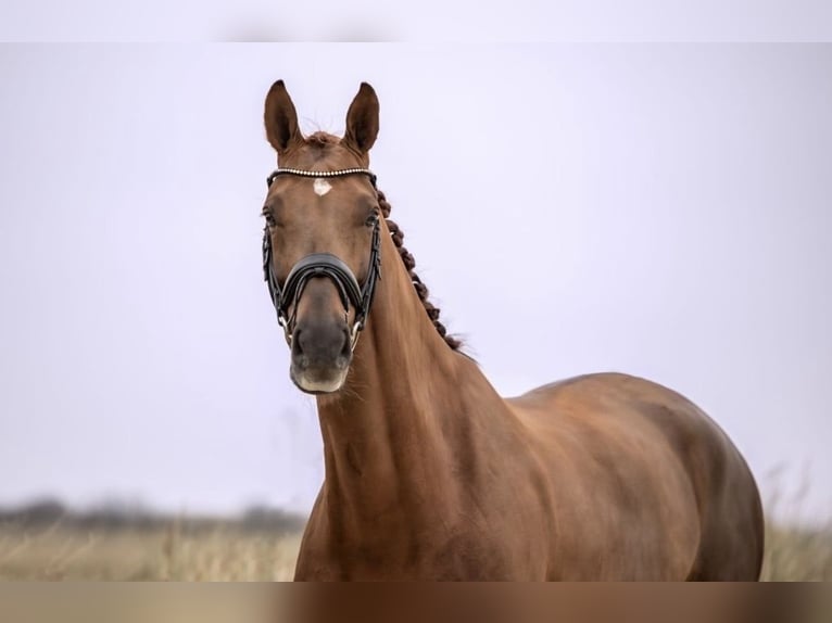 Oldenburg Mare 13 years 17 hh Chestnut in Havixbeck