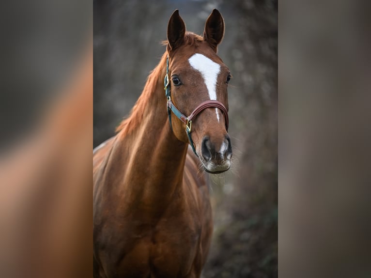 Oldenburg Mare 13 years 17 hh Chestnut in Galgenen