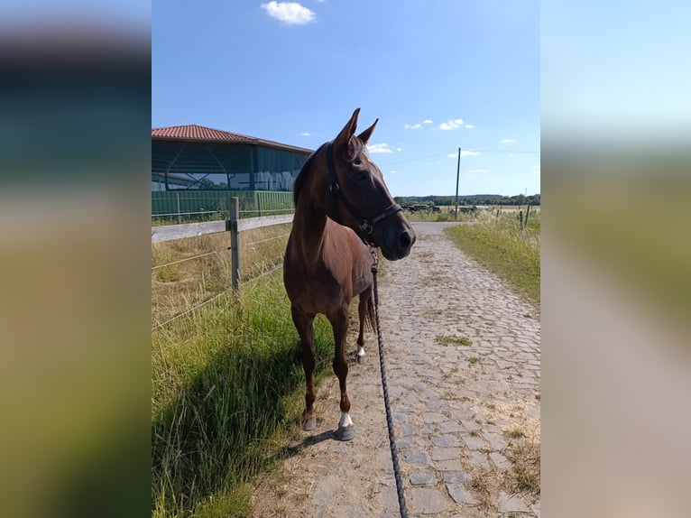 Oldenburg Mare 13 years 17 hh Chestnut in Fernwald