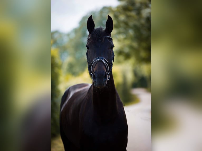 Oldenburg Mare 13 years 17 hh Smoky-Black in Stuhr