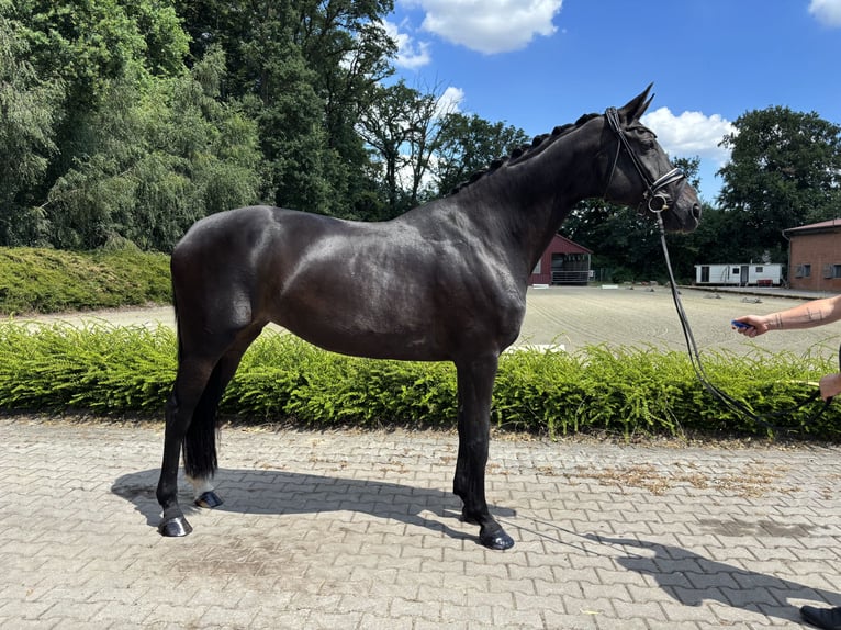 Oldenburg Mare 13 years 17 hh Smoky-Black in Stuhr