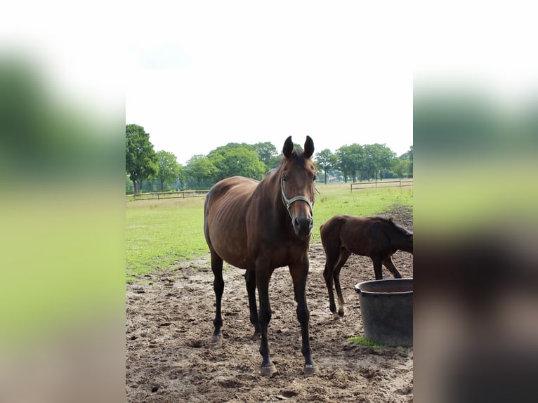 Oldenburg Mare 13 years 17,2 hh Bay-Dark in Westerstede