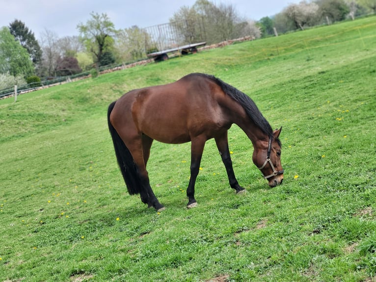 Oldenburg Mare 13 years 17,2 hh Brown in Paderborn