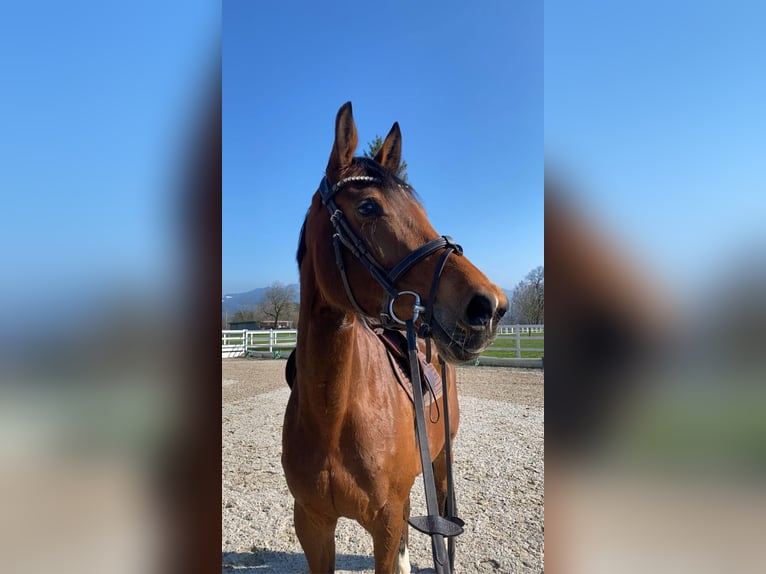 Oldenburg Mare 13 years Brown in Dornbirn