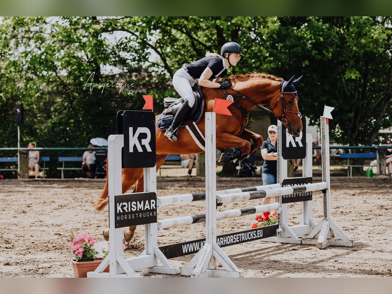 Oldenburg Mare 13 years Chestnut-Red in Eschweiler