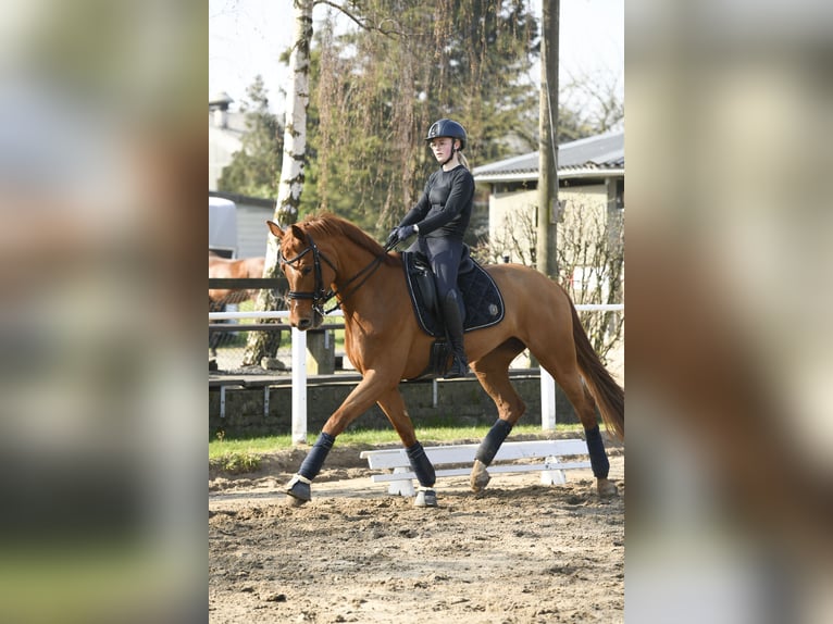 Oldenburg Mare 13 years Chestnut-Red in Eschweiler