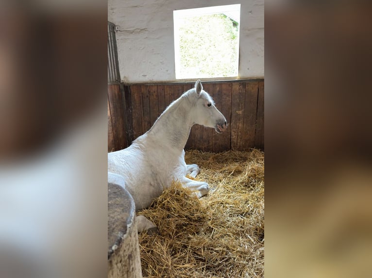 Oldenburg Mix Mare 13 years Grey in Wien, Leopoldstadt