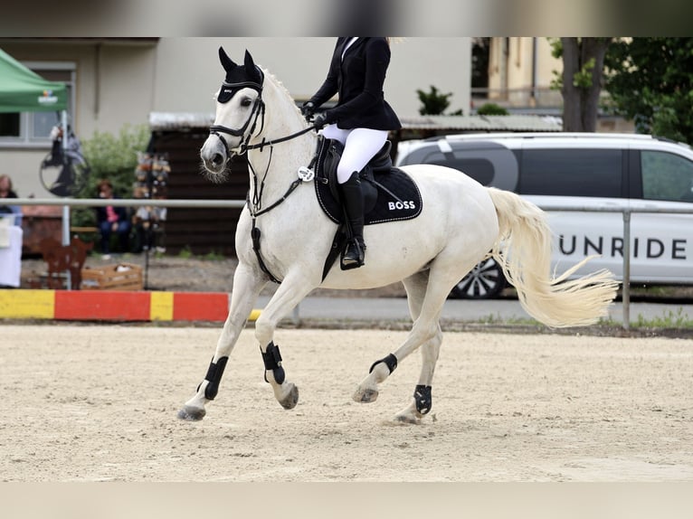 Oldenburg Mare 14 years 15,2 hh Gray in Lichtenfels