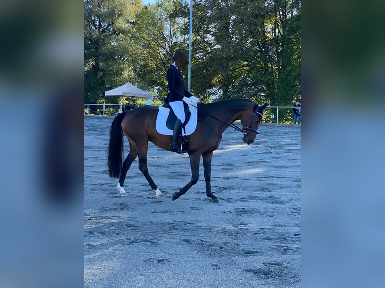 Oldenburg Mare 14 years 15,3 hh Bay-Dark in Fronreute