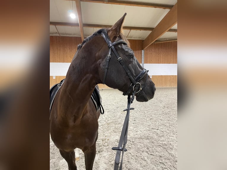 Oldenburg Mare 14 years 15,2 hh Chestnut in Braunsbedra