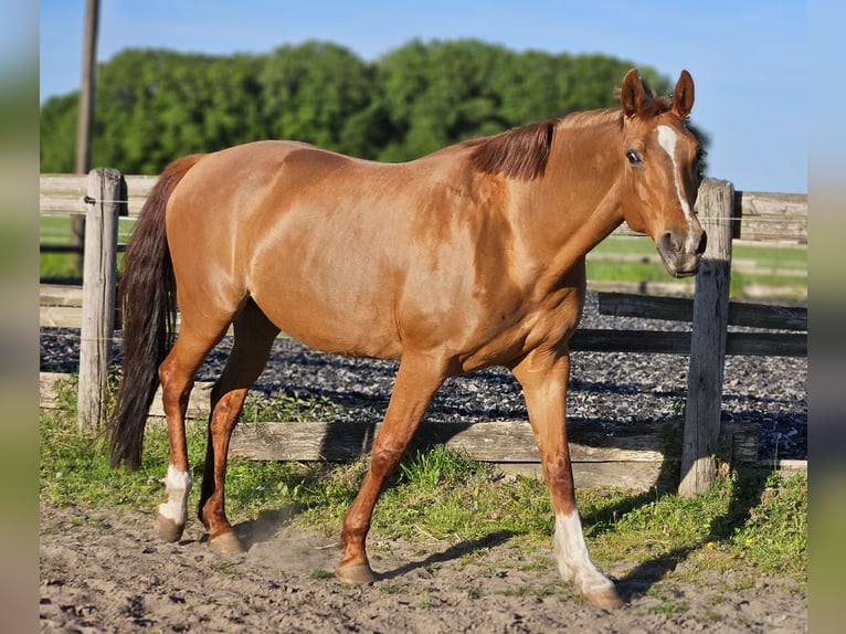 Oldenburg Mare 14 years 15,3 hh Chestnut-Red in Horstmar