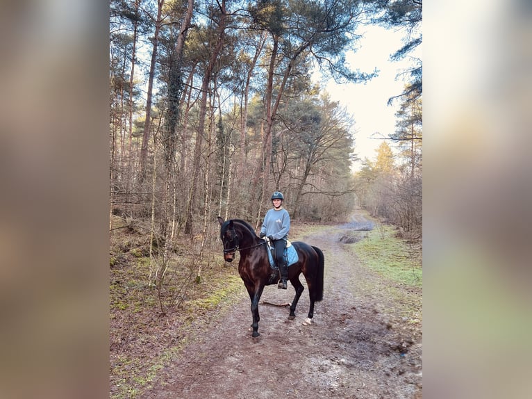 Oldenburg Mare 14 years 16.1 hh Bay-Dark in Lengerich