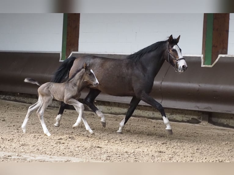 Oldenburg Mare 14 years 16,1 hh Brown in Bramsche