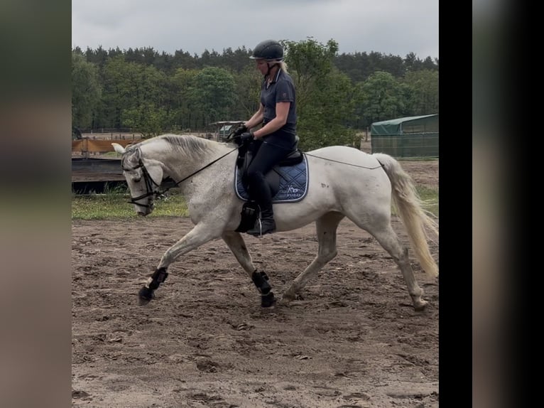 Oldenburg Mare 14 years 16.1 hh Grey in Schönwalde