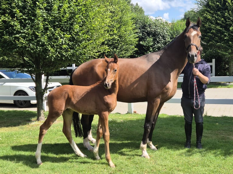 Oldenburg Mare 14 years 16.2 hh Brown in Sögel