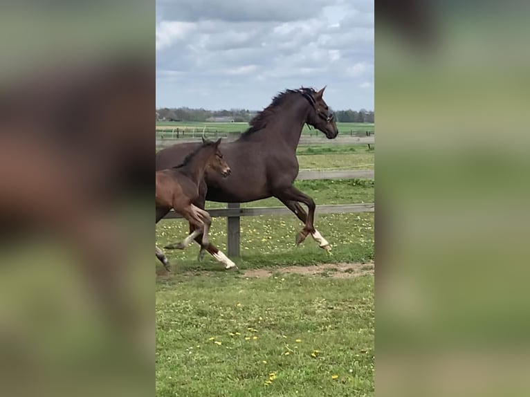 Oldenburg Mare 14 years 16.2 hh Chestnut in Nimy