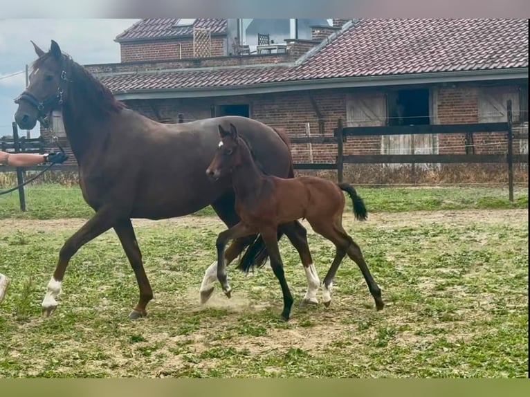 Oldenburg Mare 14 years 16.2 hh Chestnut in Nimy