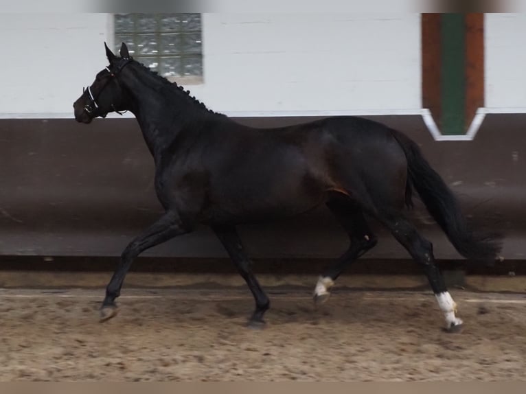 Oldenburg Mare 14 years 16,2 hh Smoky-Black in Bramsche