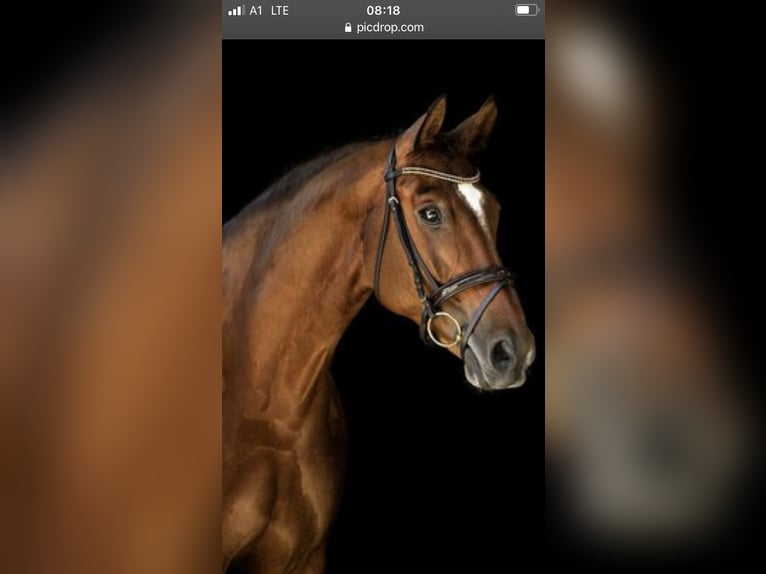 Oldenburg Mare 14 years 16.3 hh Brown in Stegersbach