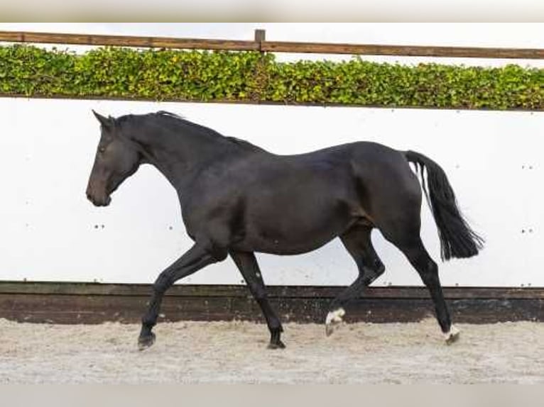 Oldenburg Mare 14 years 16 hh Bay-Dark in Waddinxveen