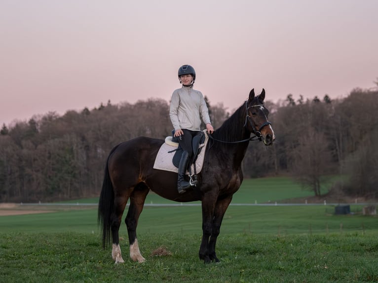 Oldenburg Mare 14 years 16 hh Brown in Bad Schussenried