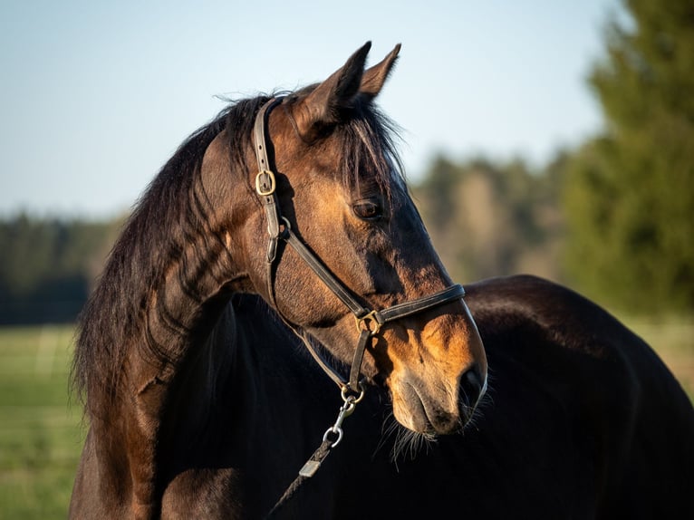 Oldenburg Mare 14 years 16 hh Brown in Bad Schussenried