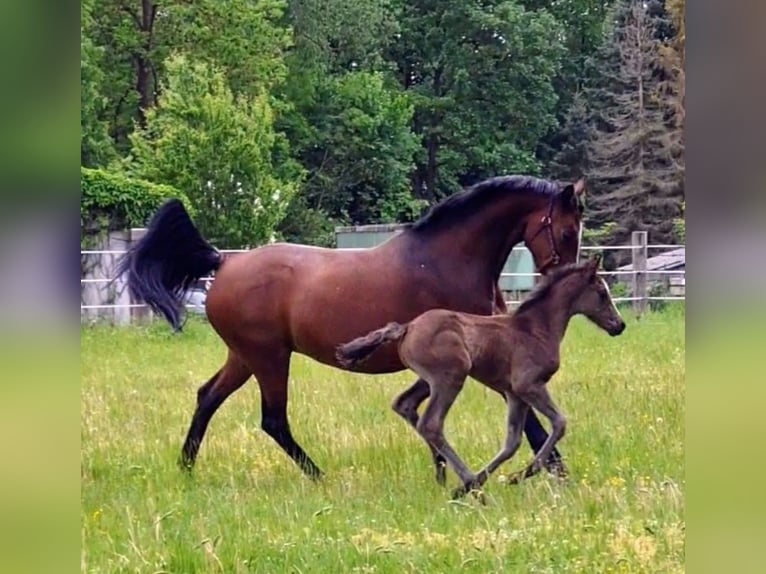 Oldenburg Mare 14 years 16 hh Brown in Kreiensen