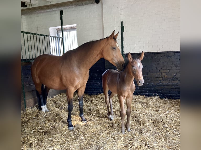 Oldenburg Mare 14 years 16 hh Brown in Aurich EgelsAurich