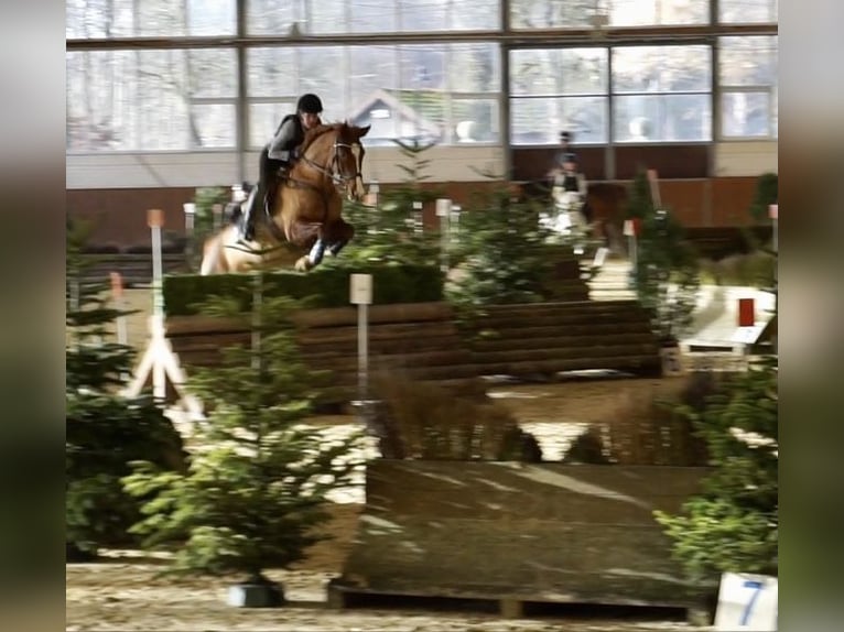 Oldenburg Mare 14 years 16 hh Chestnut-Red in Senden