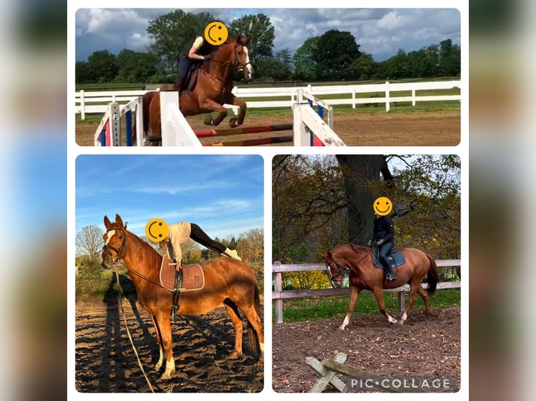 Oldenburg Mare 14 years 16 hh Chestnut-Red in Duvenstedt