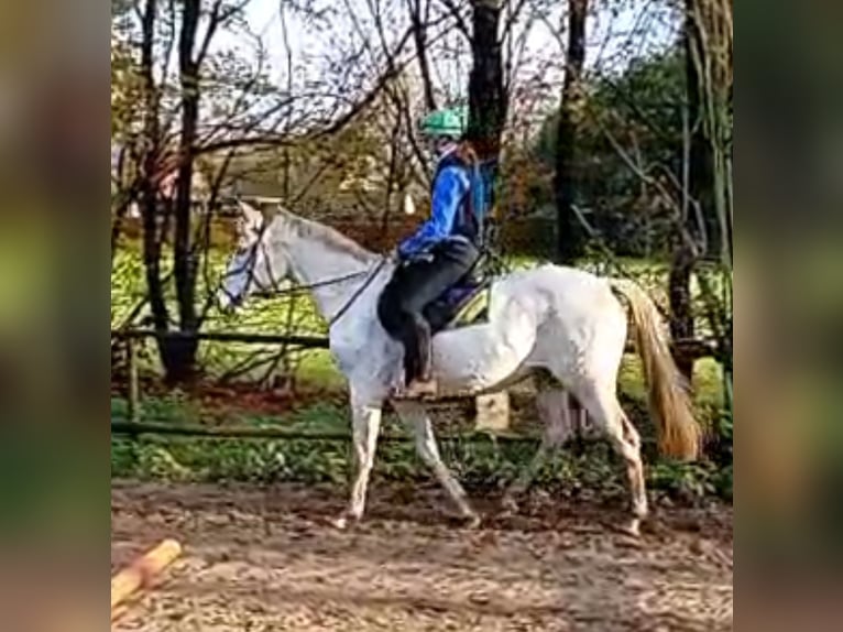Oldenburg Mare 14 years 16 hh Grey in Olen