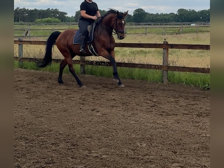 Oldenburg Mare 14 years 16,1 hh Brown in Herzebrock-Clarholz
