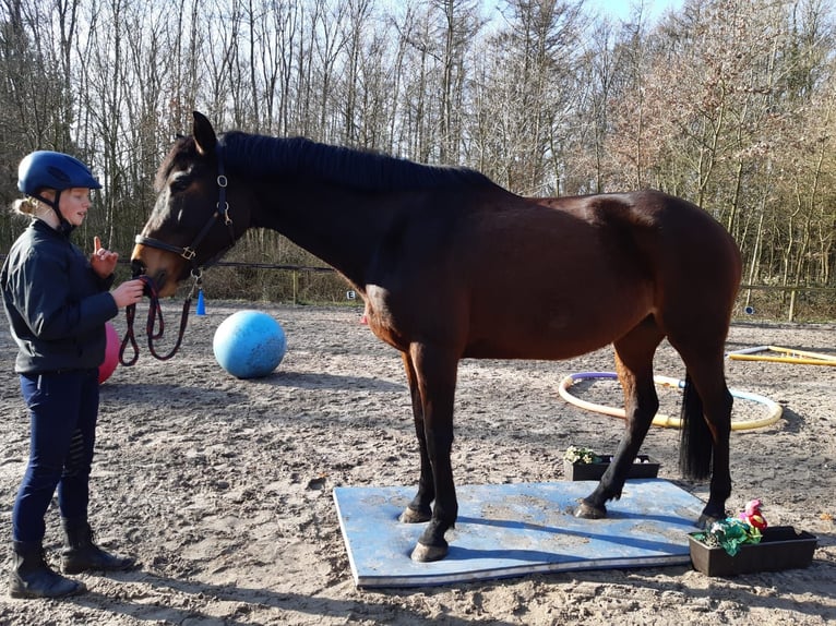 Oldenburg Mare 14 years 16,1 hh Brown in Verden (Aller)