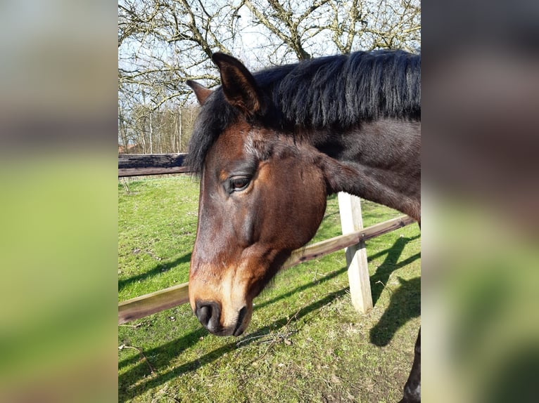 Oldenburg Mare 14 years 16,1 hh Brown in Verden (Aller)