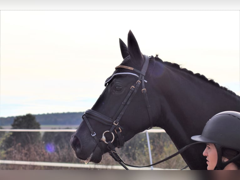 Oldenburg Mare 14 years 16,1 hh Chestnut-Red in Hünfeld